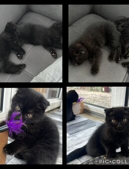 2 kitten suchen tierliebe Hände - Nürnberg