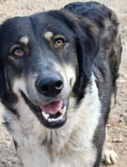 Liebste ♥Feyra♥ sucht ihre Familie - Hamburg