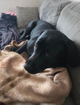 Labrador Mix hündin abzugeben - Dahlum