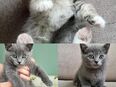 Fünf Wunderschöne Kitten zum Abgeben in 21109
