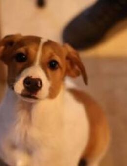 Traumhund BENJI sucht ein Zuhause! ❤️ - Schwerte (Hansestadt an der Ruhr)