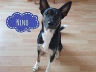 Nino sucht ein Zuhause - Mannheim