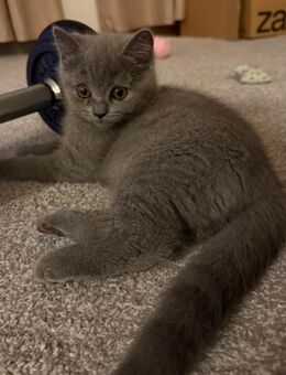 BKH Blue _Katerchen sucht sein neues Zuhause - Düren