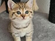 ❣️ BKH Kitten ❣️ 3 Kitten sind noch frei❣️ - Markdorf