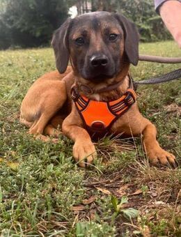 Belfegor wünscht sich ein Zuhause - Nordwalde