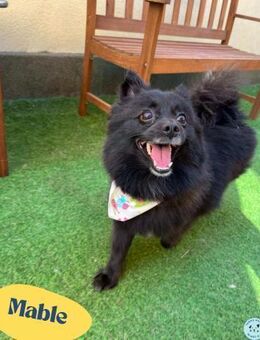 Mable SR - dominant, freundlich - Rheine