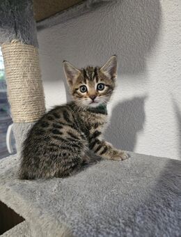 Bengal Mix Kitten - Kempen