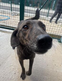 Teo - lieber Rüde sucht ein Zuhause - Hamburg