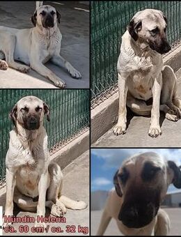 Helena Kangal Mischling Hündin groß - Margetshöchheim