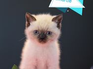 BKH Kitten in unterschiedlichen Farbschlägen