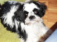 Jimmy...Shih Tzu - Magglingen/Macolin