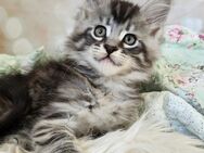 =^..^=Wunderschöne Maine Coon kitten mit Stammbaum aus seriöser Zucht =^..^= - Bad Berleburg