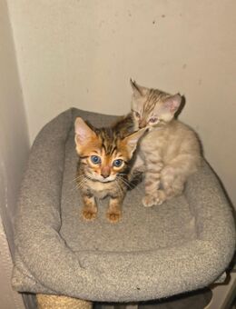 Rein Rassige Begalkitten mit Stammbam - Geilenkirchen