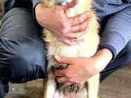 Schüchterne, tolle Suri sucht Erfahrene - Berlin