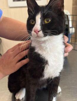 Victor - Hundefreund - Süderbrarup