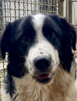 LAMPO - bald auf Pflegestelle in Sachsen - Dänischenhagen