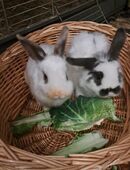 Zwergkaninchen Weiblich Jahr alt abzugeben in 10829