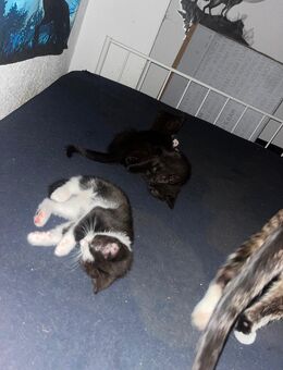 Junge hauskatzen - Witten