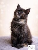 Maine-Coon-Kitten ab 16.01.26 in liebevolle Hände abzugeben in 24625