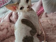 Devon Rex Kitten - Wusterwitz