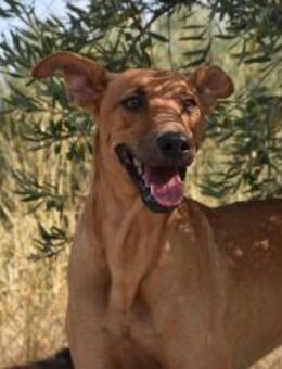 Miky toller Junghund Mr - Ludwigshafen (Rhein)