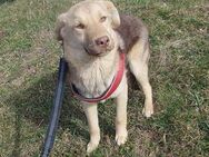 Süße Frieda❤ sucht liebevolles Zuhause - Seggebruch