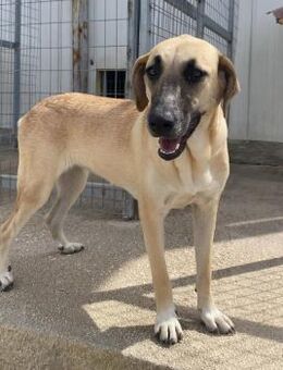 Mira Mix Hündin 2 Jahre alt in GR - Reutlingen