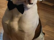 Junger Dickköpfiger aber liebevoller Hund - Hechingen