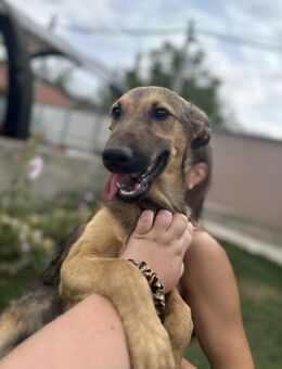 Josie - Junghündin sucht ein Zuhause - Berlin