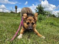Liebe Ruby sucht eine neue Bleibe - Kleinostheim