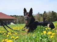 OLIVER sucht Hundeerfahrene Menschen - Reisbach