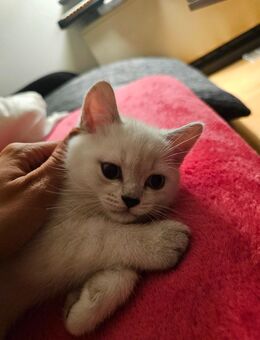 Wunderschöner Bkh Kater sucht Zuhause ! - Laatzen