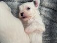 Maltesermix Welpen 12 wochen in 8408