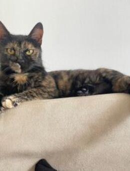 Hübsche Bindi - Kallmünz