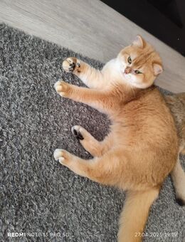 Deckkater BKH - Altenstadt (Hessen)
