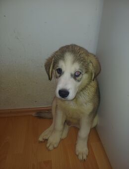 Husky/Pyrenäenberghund (Rüde) - Mönchengladbach