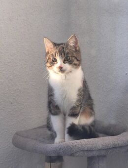 Wunderschöner kleiner Kater abzugeben!♡ - Neubrandenburg