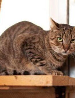 Tigrinya sucht ein emphatisches Zuhause - München