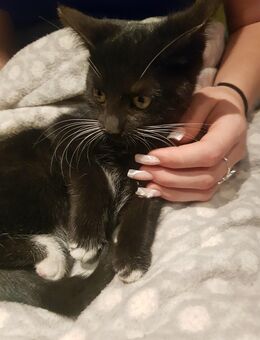 Kätzchen, Katzenkinder 4 Stück lieb und niedlich suchen ihr Zuhause - Bernburg (Saale)