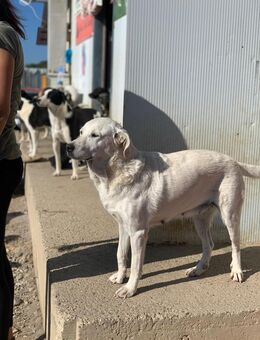 Grace- Hundemama mit Herz - Celle
