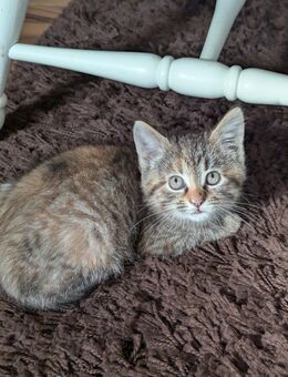 Gesprächige bunte Maine coon Perser EKH katze - Kyritz