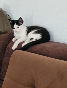 Kitten Britisch-Kurzhaar - Herbolzheim