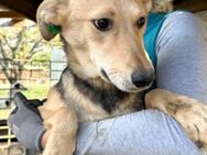GELA ~ ▶️sucht schnell warmes Körbchen🙏 - Duisburg