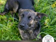 Barry: Hundekind sucht ein Zuhause - Kirchzell
