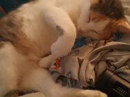 Katzen Dame - Maroldsweisach