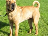 Shar Pei Hündin, darf bei uns einziehen - Friedberg