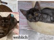 BKH Kitten - weiblich, schwarz-silber-weiß - Berlin Neukölln