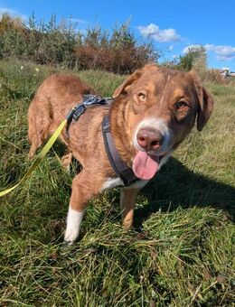 Mojo soll nicht im Shelter aufwachsen - Blankenheim (Nordrhein-Westfalen)