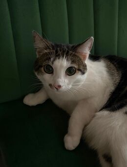 Liebe Katze Lucy sucht ein neues Zuhause - München