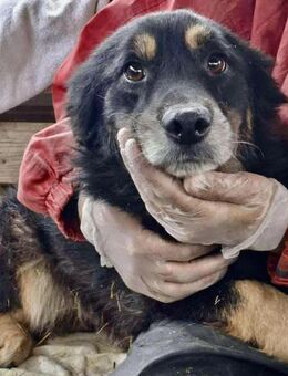 Nicolieber Senior sucht ein Zuhause - Koblenz